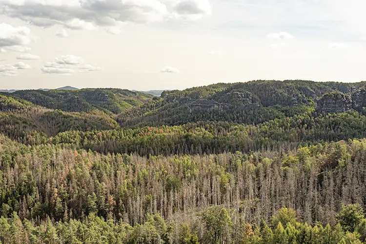 Goldsteinaussicht - Sächsische Schweiz